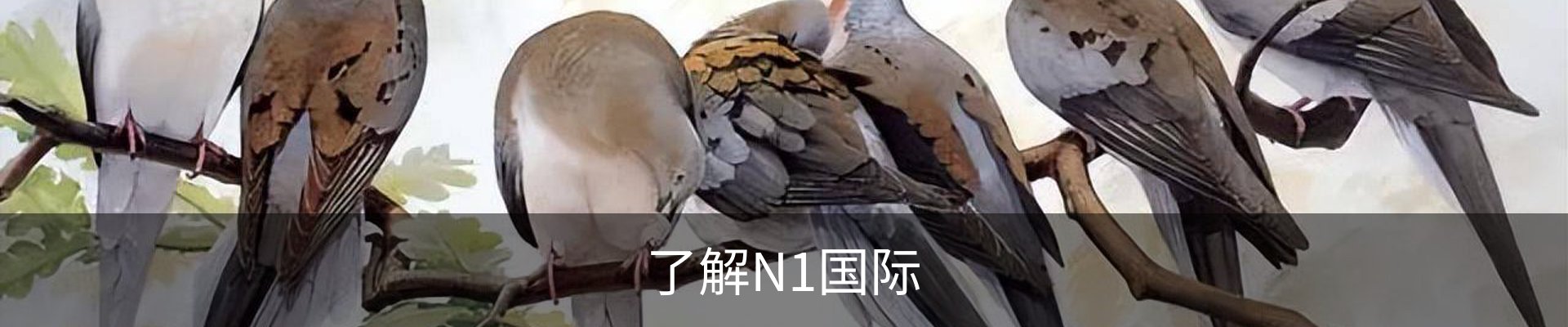 了解N1国际